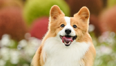 宠物经济激发青年消费潜力