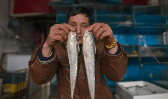 为啥个小刺多的刀鱼，掉下的鱼鳞都堪比黄金！