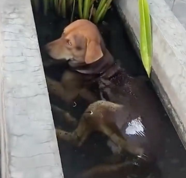 天太热了狗狗跳进水池里泡澡，身边环绕着好多小鱼