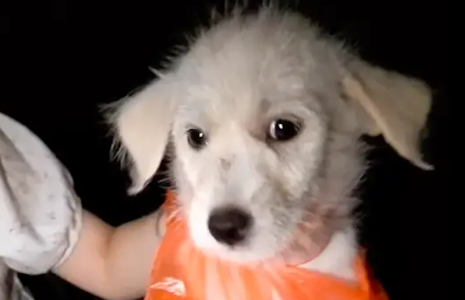 骑行路上遇到一只小狗躲树边，疑似被人故意遗弃