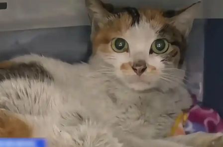 中国三花猫“集装箱漂流记”：21天绝境求生，美国获救引全网惊叹