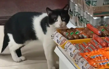 执着的流浪猫，每天守在店铺门口，被收养后实现猫生逆袭
