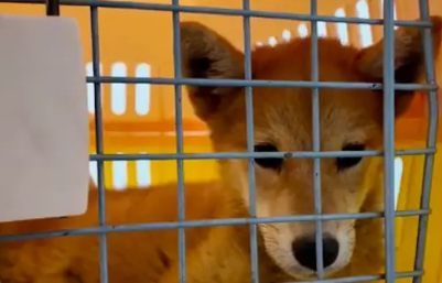 被裁员男生遇到双腿残疾的小狗，毅然决定救它：没我它活不下来！ 