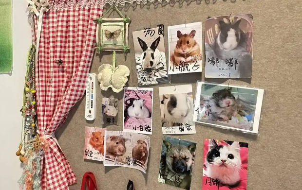 女子免费为网友 “复活” 离世宠物，用针线缝补离别遗憾