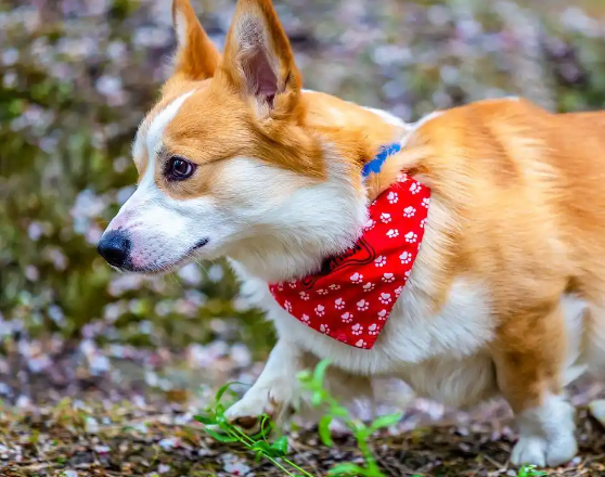 孕妇被狗咬，主人称狗咬的让狗道歉，暴露养宠责任缺失