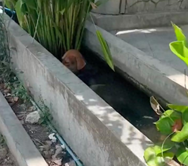 天太热了狗狗跳进水池里泡澡，身边环绕着好多小鱼