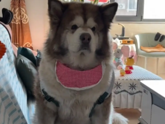 男子朋友跟女朋友分手，狗子判给了男子