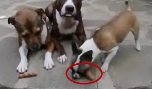 狗狗面前各一根火腿 主人一声令下 最后小狗真是太强了 