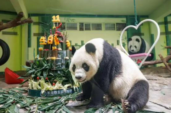 全球唯一大熊猫三胞“萌萌”“帅帅”“酷酷”迎11周岁生日