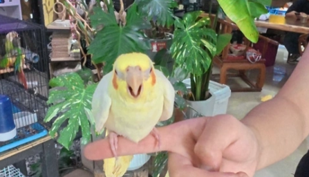 年轻人追捧的异宠藏风险，饲养前务必了解这些