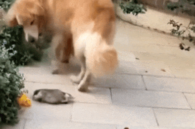 金毛走路不小心踢到了柯基的崽，被柯基妈妈追着一顿输出教训