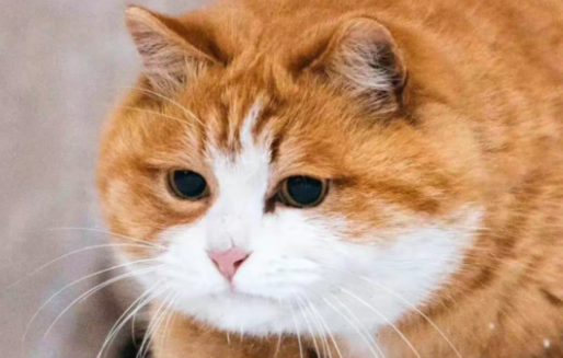 猫界CP巨蛋小子VS司马猫，谁才是真正的顶流？