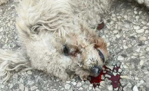 河北某一小区20多条宠物狗蹊跷死亡