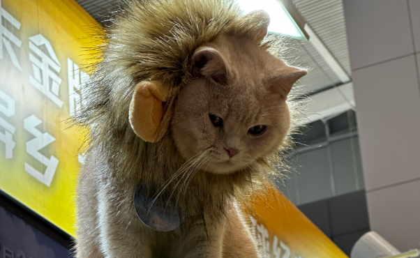 宠物智能产品受关注，展会现场引人注目