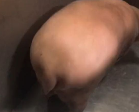 刚进电梯的时候还以为谁家的猪跑了，仔细一看笑喷