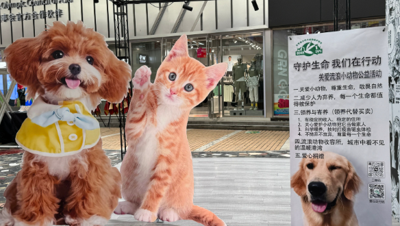 让爱汇聚，与流浪动物共赴温暖之旅