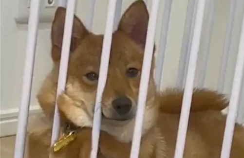 狗狗在笼子里用爪子托着脑袋，看着好像个人！