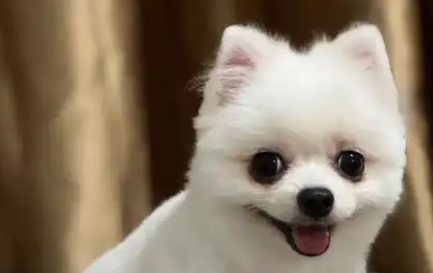 宠物猫狗可以坐这10趟高铁了！