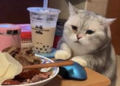 猫咪趁主人不在的时候，偷偷用爪子去摸食物：让我也尝尝宵夜