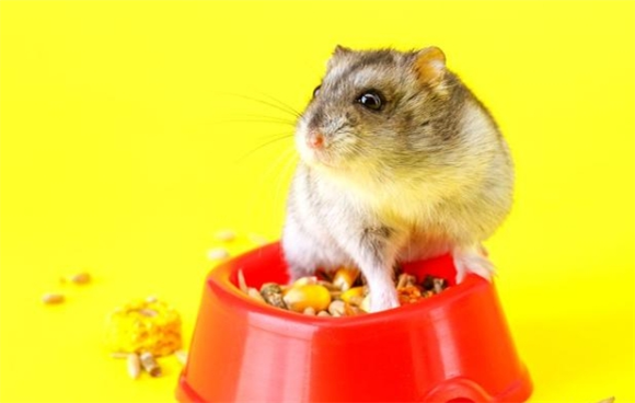 仓鼠咬伤致女子死亡，引发关注与争议