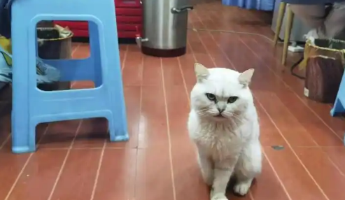 残疾猫被面馆老板娘救活后上演《猫的报恩》