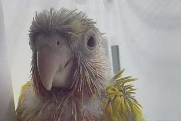 鹦鹉在诊疗中不幸死亡，宠主人要求赔偿遭拒