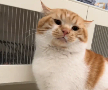 猫咪性格倔强不让摸脑袋，边摸边后退。网友：再退就出省了 