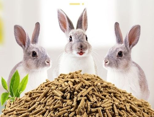 2025年我国宠物市场规模将达八千亿元 宠物饲料产业韧性强潜力大