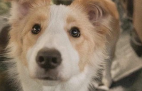 张子枫收养电影爱犬塔塔