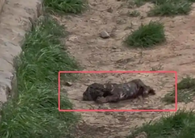 小老虎生在墙角无人过问？动物园：生下来后就发现了，目前安好