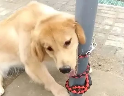 正好奇金毛怎么蹲在这里不走了，走近一看笑喷