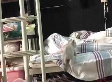 同学在寝室养了只猫！网友：看这猫咪上下铺，能笑一整天！