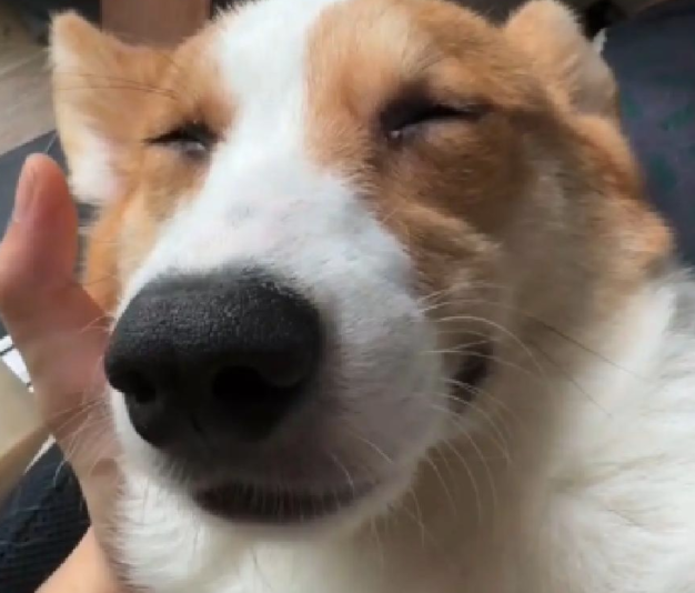 狗狗全身没劲却依然能吃能喝，原因让人哭笑不得