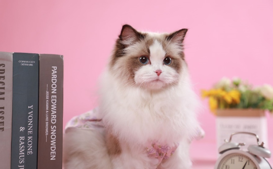 京东加磅力推宠物业务，让千万爆品翻倍！