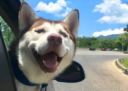 宠物经济蓬勃兴起，成为消费市场新引擎