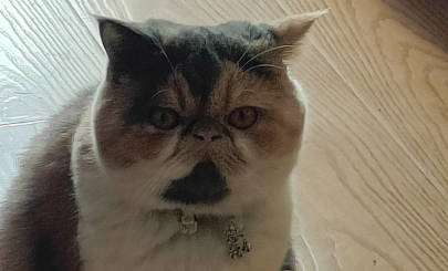 如何为“毛孩子”找到更好去处