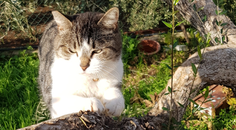 猫爬到树干上下不来，又飞来一只鸟在管子上滑滑梯