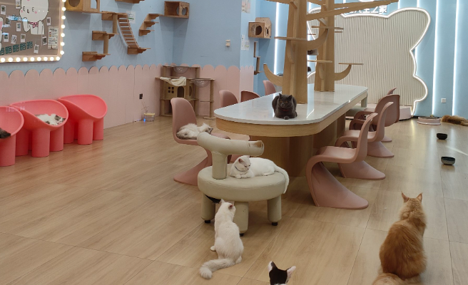 长宁区 “萌宠欢乐节” 启幕，吸引游客前往体验