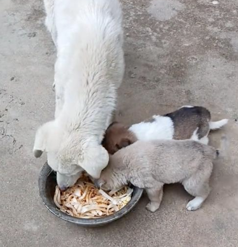 家狗看见流浪狗妈妈很虚弱，竟叼食物去帮忙喂它的孩子