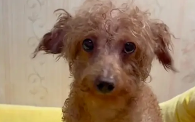 窗户溢水了，边牧把自己窝和泰迪窝换了位置！它被冻得瑟瑟发抖！