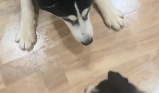 哈士奇把猫咪当成亲生的，不让自己的崽跟猫抢吃的