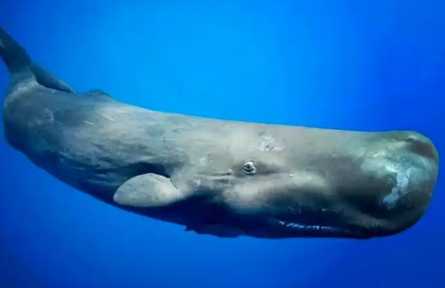 咔哒、咔哒！科学家破译抹香鲸“神秘语音字母表”