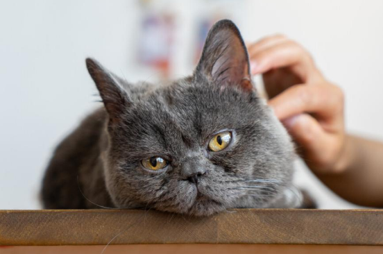 月入三万，宠物界也有自己的算命师