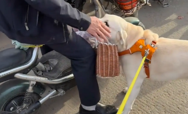 男子带社牛狗子逛菜市场。网友：尾巴都摇成螺旋桨了