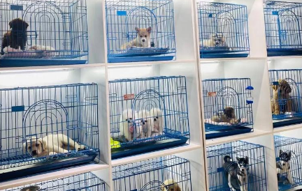 宠物店也“跑路”，宠物经济亟须“去泡沫”