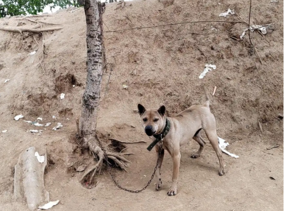 黄石箭毛犬，被遗忘的“猎犬之王”