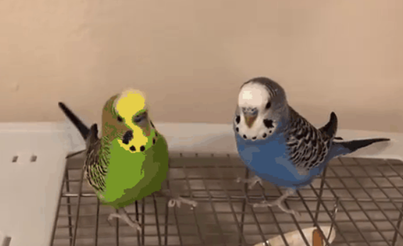 男子训练宠物鹦鹉说相声，逗乐众人