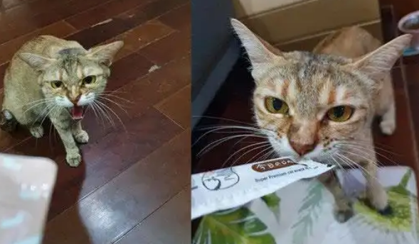 家里来了只躲猫猫高手，开罐罐才能把它引出来，神必背后却是心酸