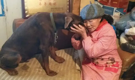 收养流浪猫狗24年的7旬老人该何去何从