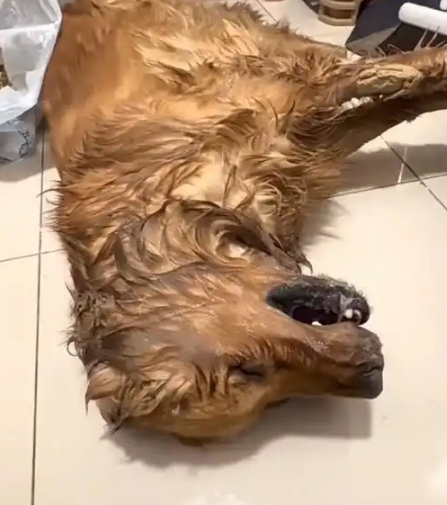 云南一公园疑有人恶意投毒，多只宠物狗死亡！警方介入